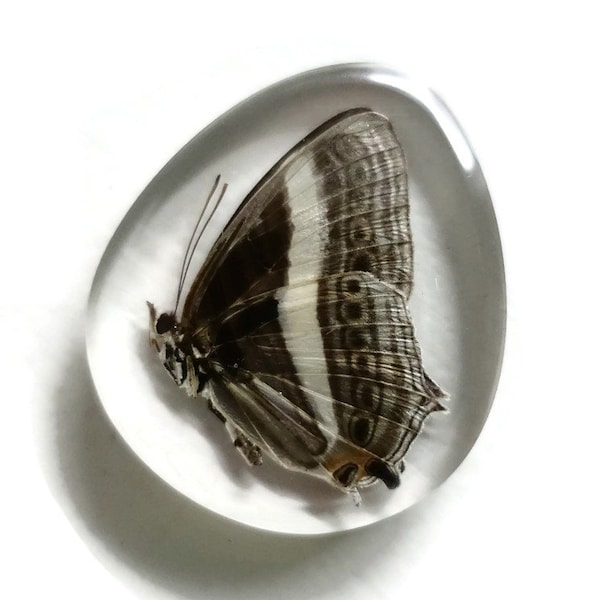 Aimant de réfrigérateur papillon véritable, art de la nature, insecte en résine, taxidermie éthique, insecte artisanal, résine transparente, insecte époxy, décoration d'intérieur, Z