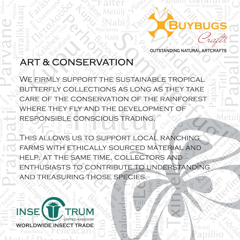 Framed Monarch Butterfly Taxidermy Display, Entomology Gift, Nature ...