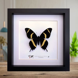 コスタリカ産、二尾のアゲハチョウ（Papilio garamas electryion）。額縁サイズ：8インチ×8インチ