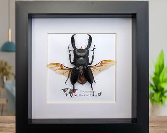 Escarabajo ciervo Dorcus titanus enmarcado - decoración de pared entomológica (6x6)