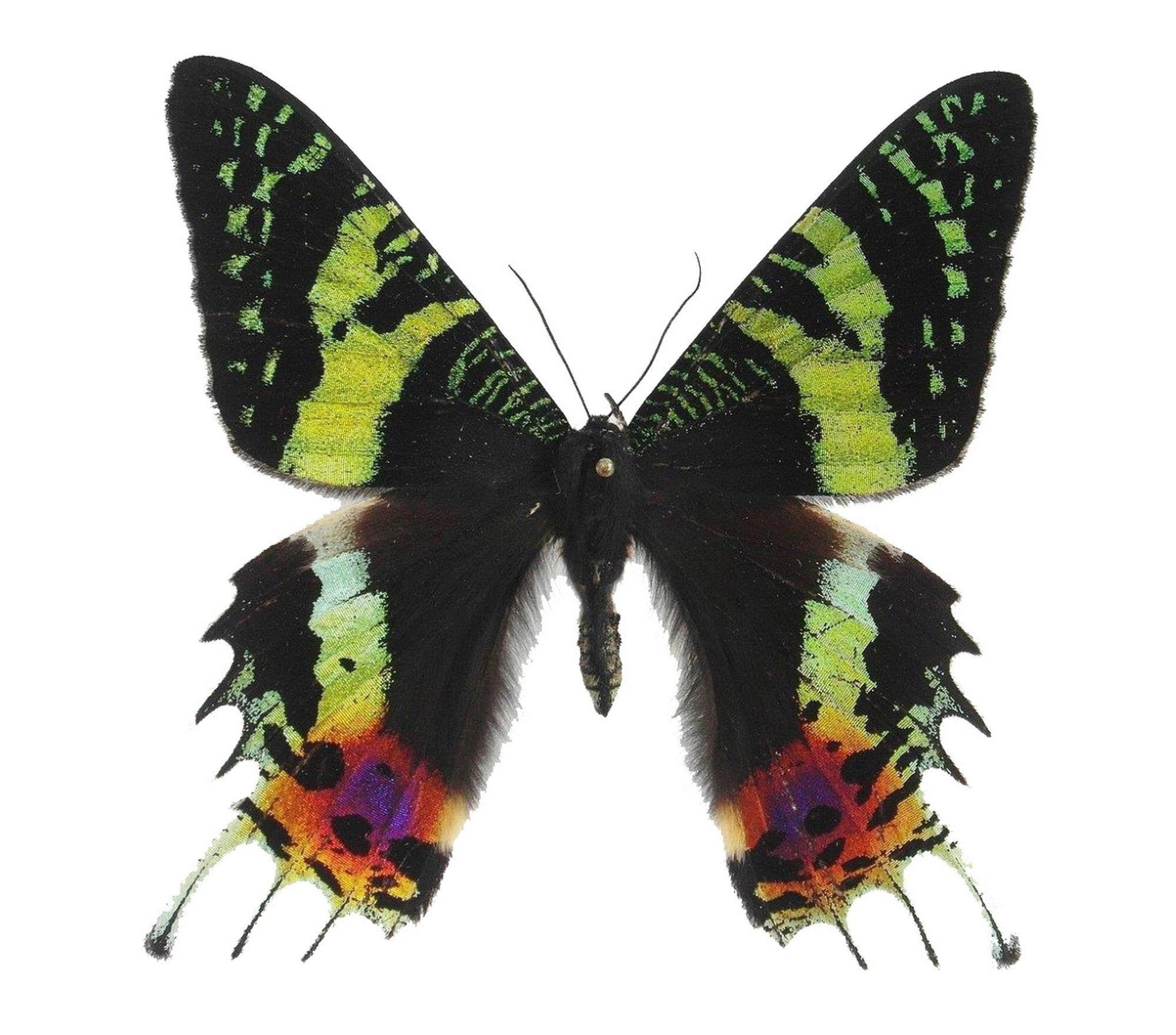 マダガスカルサンセットモス乾燥標本：美術工芸昆虫学用品（10個セット