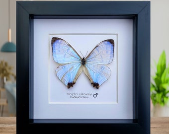 Morpho Sulkowskyi, Sulkowsky's morpho, male, delicate mother of pearl neotropical butterfly from Peru, frame 6" x 6"