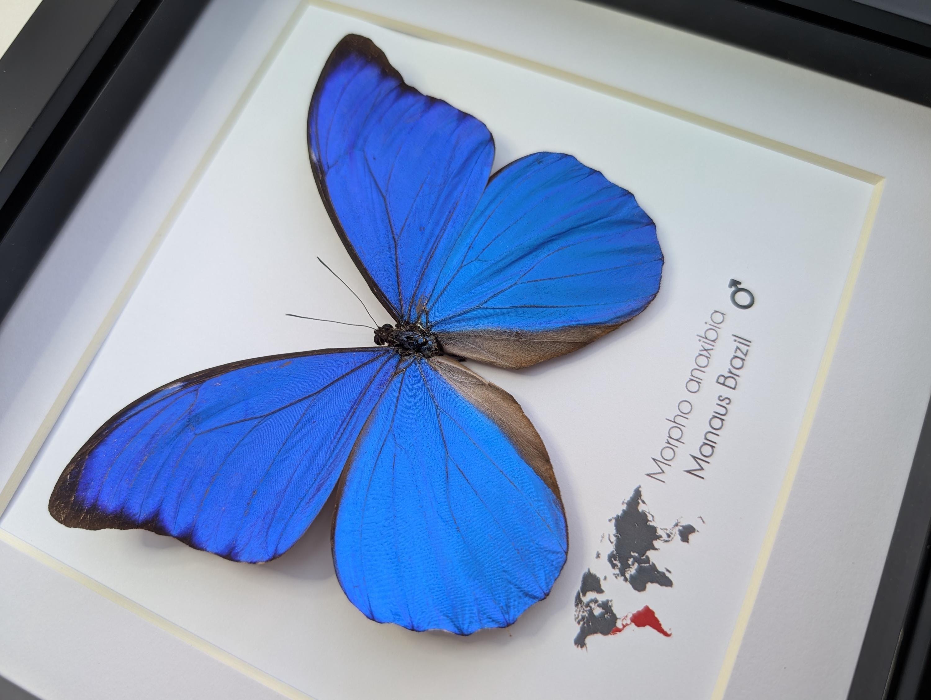 Brazil Morpho anaxibia1 133mm