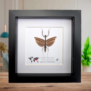 Statilia maculata,  Asian Long-headed Mantis, wall decor, science collection, ethically sourced, entomology present, frame 6&quot;x6&quot;