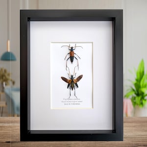 Peut inclure: Un encadrement noir présentant deux coléoptères longicornes préservés sur fond blanc. Le coléoptère supérieur est noir et orange, l'inférieur est brun et noir. Le cadre entoure les insectes, avec le texte "Pachyleria javana (Round-necked longhorn beetle) Java Isl. Indonesia".