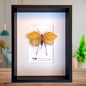 Anommatoptera ingens (yellow form) , giant leaf katydid, open wings, katydids, bush cricket, Rare Leaf-like katydid from Mexico 8&quot; x 10&quot;