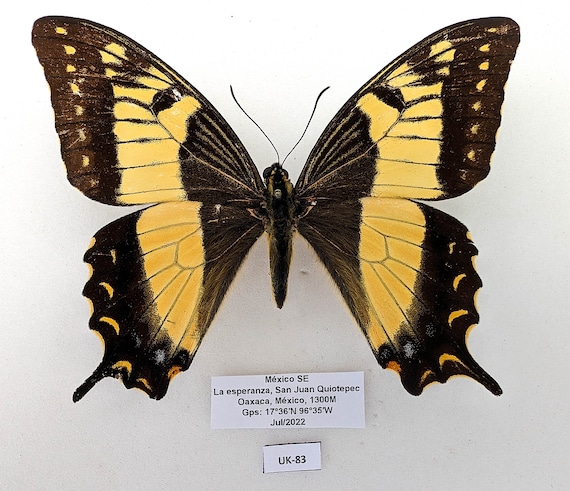 最終価格‼️Butterflies of Afrotropical アフリカ蝶 Butterflies of the Afrotropical Region, Part 1: Papilionidae