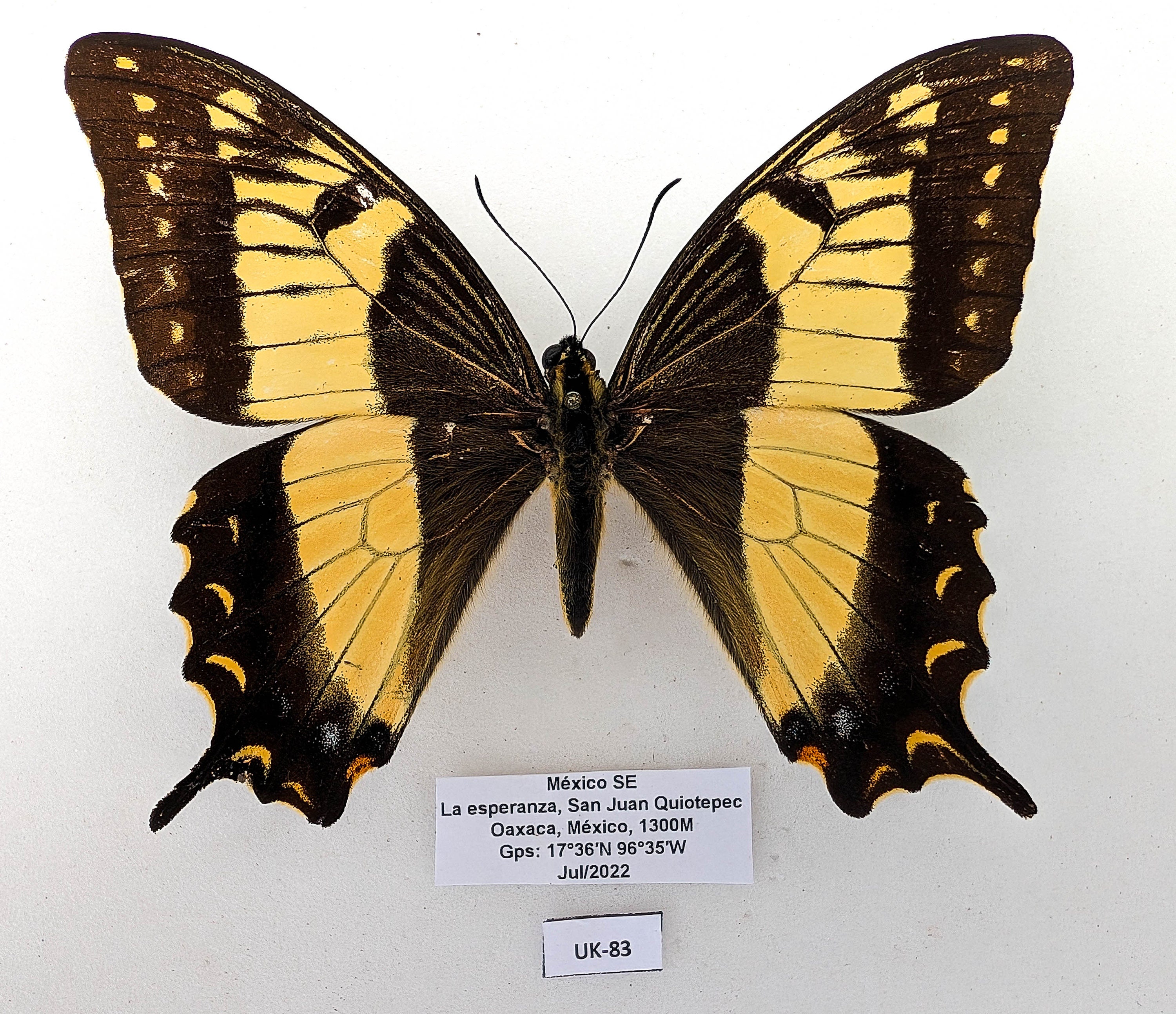 Rare to Find Papilio Esperanza, the Hope Kite Butterfly