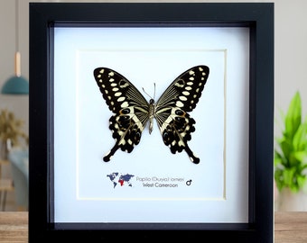 非常に珍しい蛾に似たアゲハチョウの額入り剥製 - Papilio