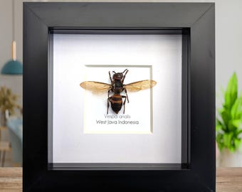 Framed vespa analis: yellow-vented hornet from indonesia (4x4)