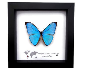Morpho aurora lamasi, the Aurora morpho, big blue butterfly from Peru, frame 6" X 6"