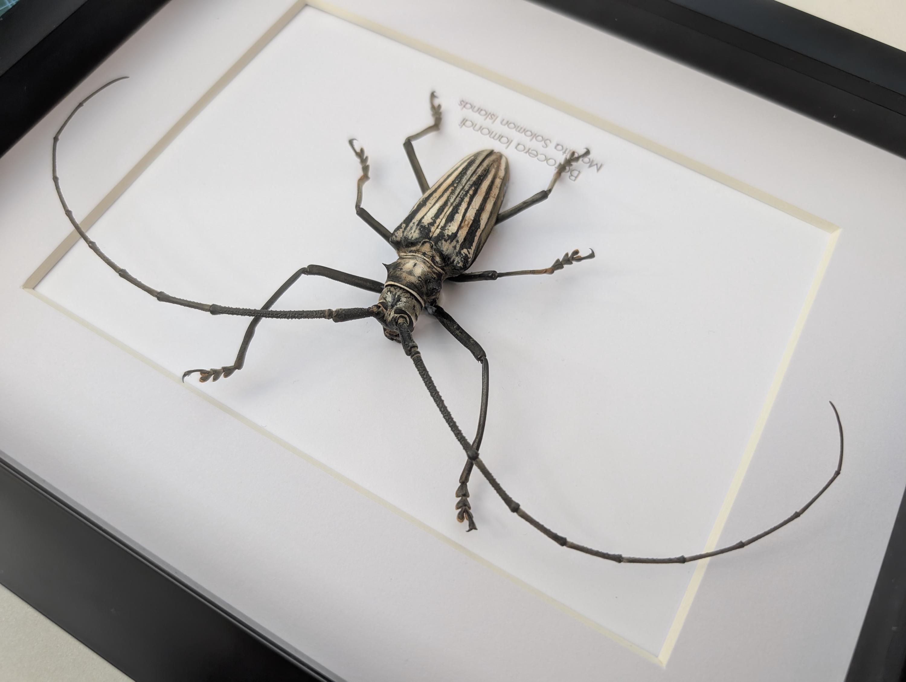 Framed Batocera Lamondi Beetle, Solomon Islands Insect Wall Art - Etsy