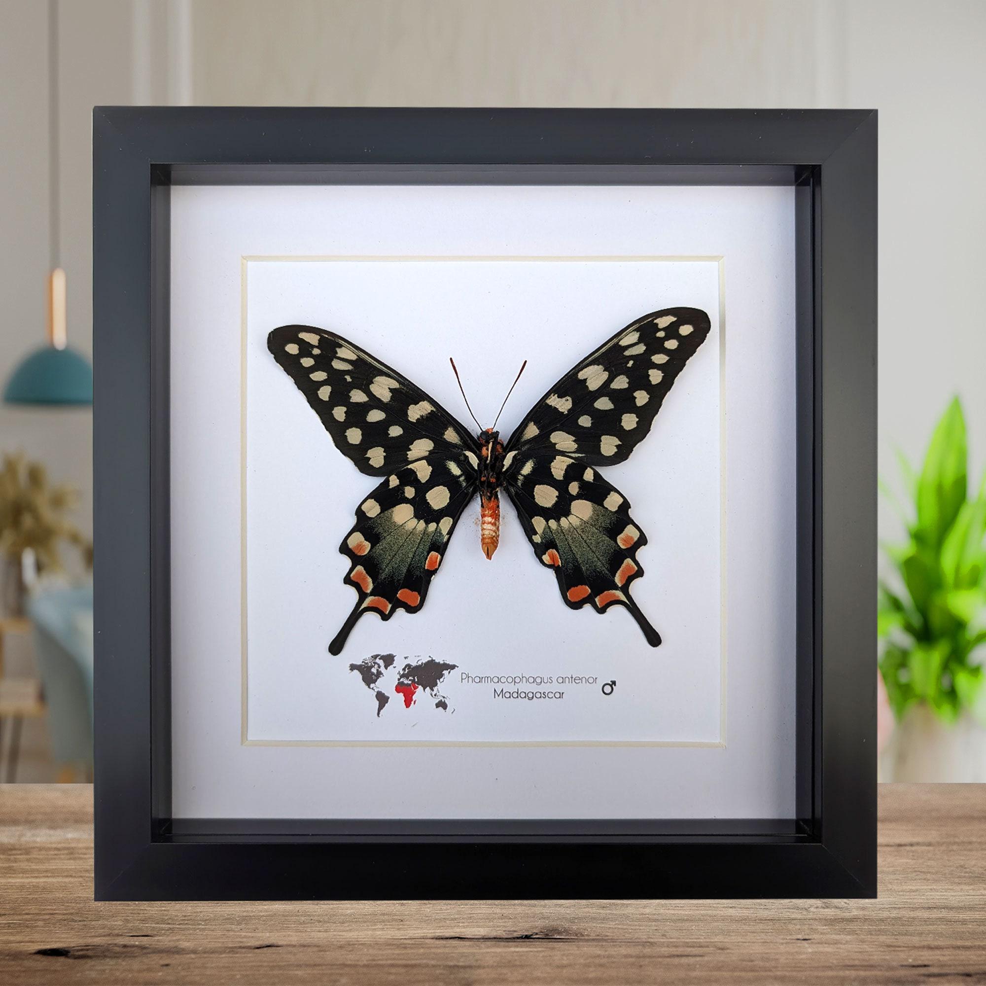 Pharmacophagus Papilio Antenor, Madagascar Giant Swallowtail