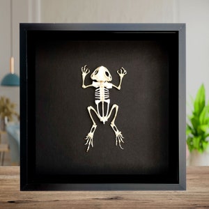 Full skeleton frog, Polypedates otilophus , the Bornean eared frog from Indonesia in a frame 6&quot; x 6&quot;