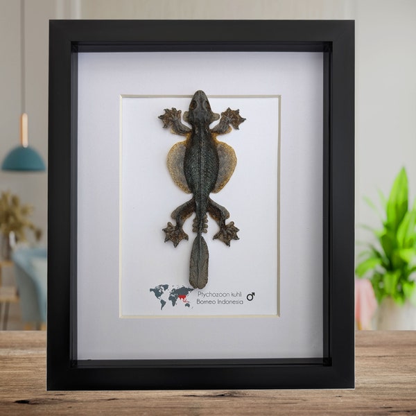 Ptychozoon kuhli, Gekko kuhli, Kuhl's flying gecko from Indonesia, wall decor, taxidermy present, nature art, science collection, 8" x  10"