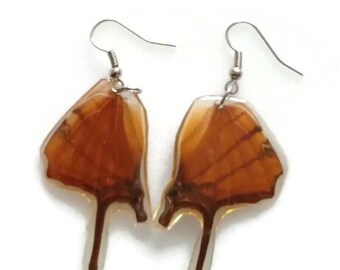 Brown real  butterfly wing tailed earrings two sides