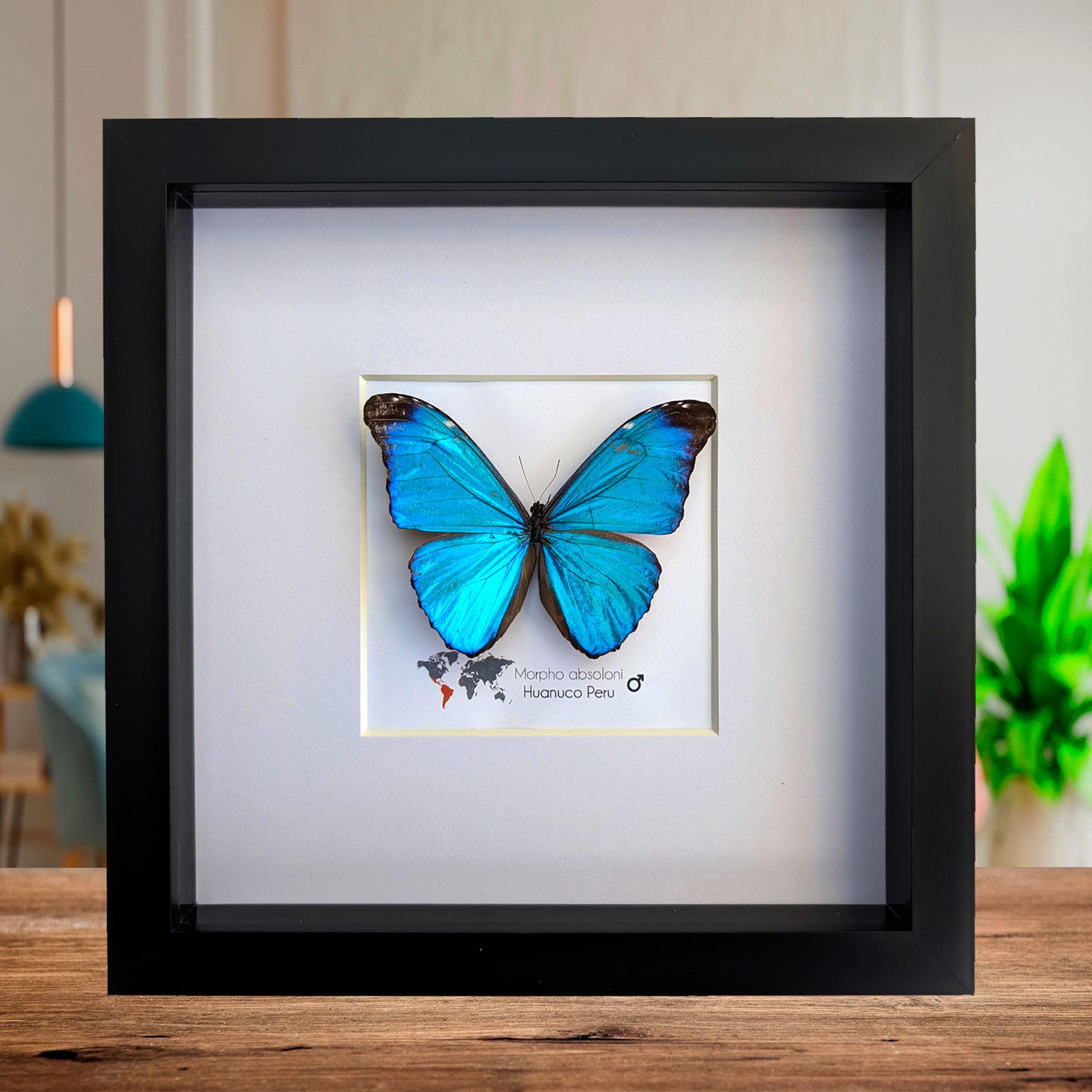 Peru Morpho absoloni　120mm very big Peru Morpho absoloni 120mm very big RARE Morpho Absoloni