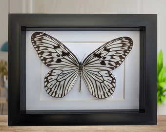 Idea Leuconoe, The Paper Kite, Rice Paper butterfly, Large Tree wood Nymph large black and white butterfly from Indonesia, frame 7" X 5"