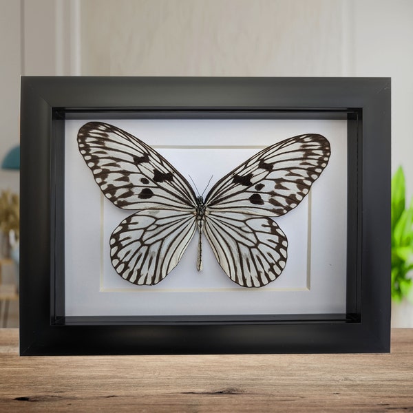Idea Leuconoe, The Paper Kite, Rice Paper butterfly, Large Tree wood Nymph large black and white butterfly from Indonesia, frame 7" X 5"