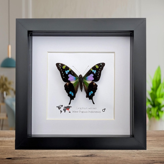 Framed Purple Spotted Swallowtail Butterfly, Ethically Sourced