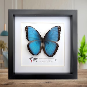 Framed blue morpho butterfly taxidermy: ethically sourced nature art, 8x8