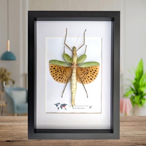 Op de afbeelding: Een ingelijst insectenspecimen van een groene en bruine wandelende tak met vleugels, met de tekst "Pachyphasma malai" en "Java Indonesië".