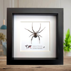 May include: A black framed display showcasing a preserved spider, Argiope trifasciata, on a white backdrop. The spider is dark brown with long legs. Text includes the spider's scientific name and origin, Sumatra Indonesia. The frame is on a wooden surface.