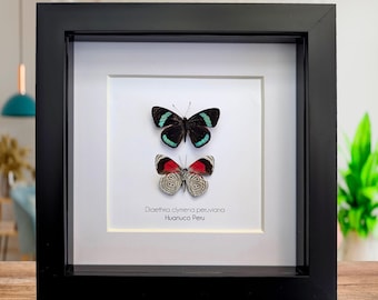 Real Diaethria Clymena 