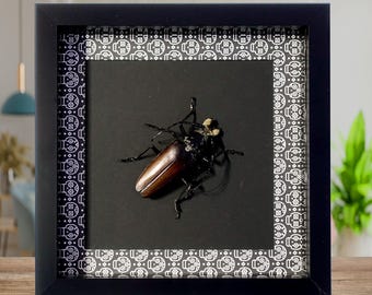 Framed Callipogon barbatum, Large Long-Horned Beetle, Taxidermy Wall Art
