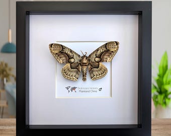 Gerahmte Rieseneulen Motte, Brahmaea Hörner, Entomologie Wandkunst