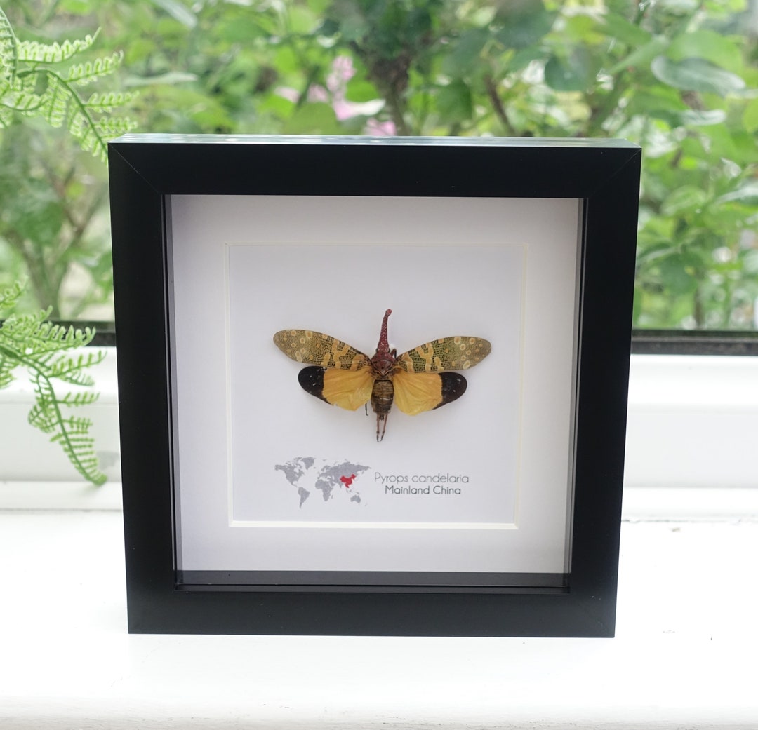 Pyrops Candelaria Lantern Fly Candle Fly Orange Etsy