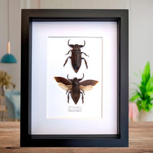 Framed Benacus Griseus Pair, Ethically Sourced Taxidermy Wall Decor (8x10)