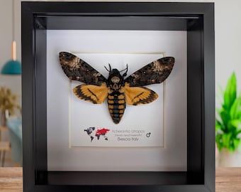 Esfinge de la calavera enmarcada: polilla calavera africana en caja de sombras