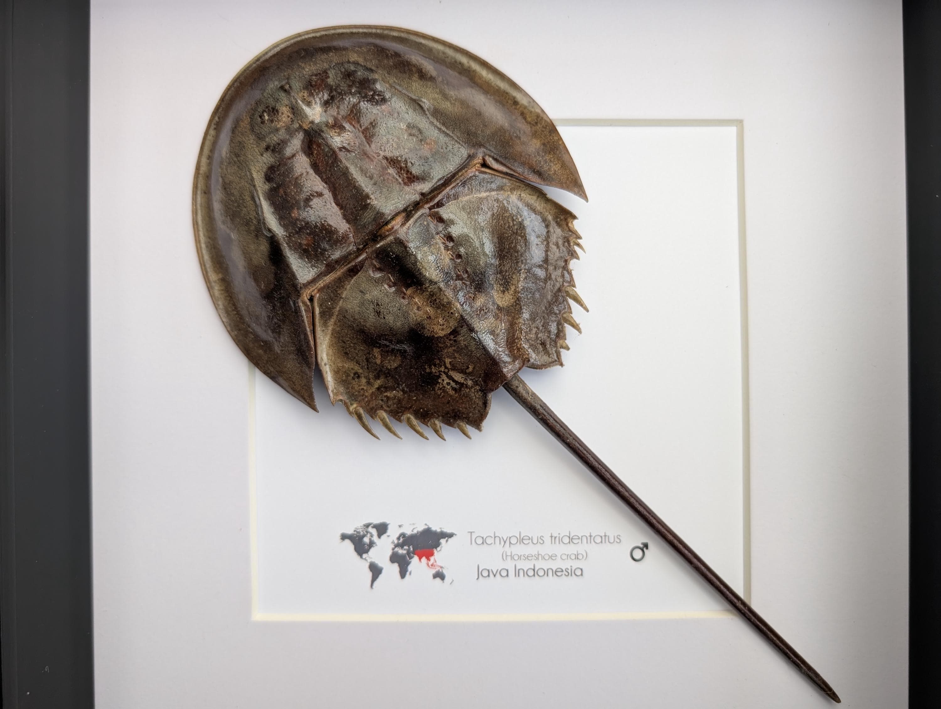 カブトガニ標本 Tachypleus tridentatus カブトガニ標本 Tachypleus