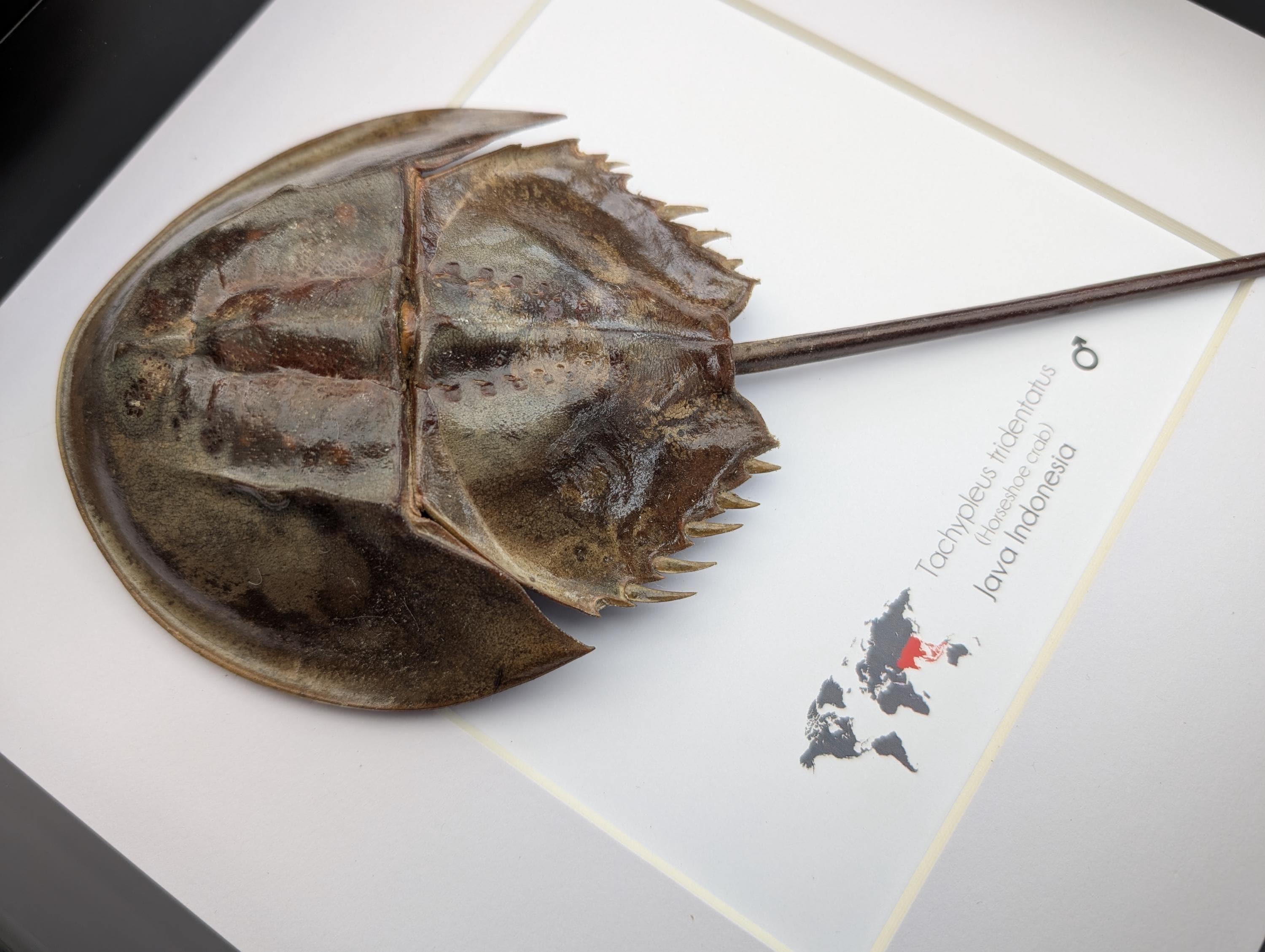 Tachypleus Tridentatus, the Three-hinged Horseshoe Crab From