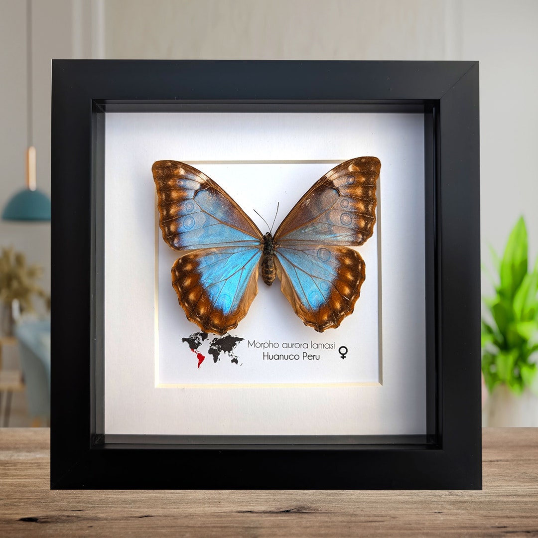 Framed Aurora Morpho Butterfly: Rare Female From Peru (6