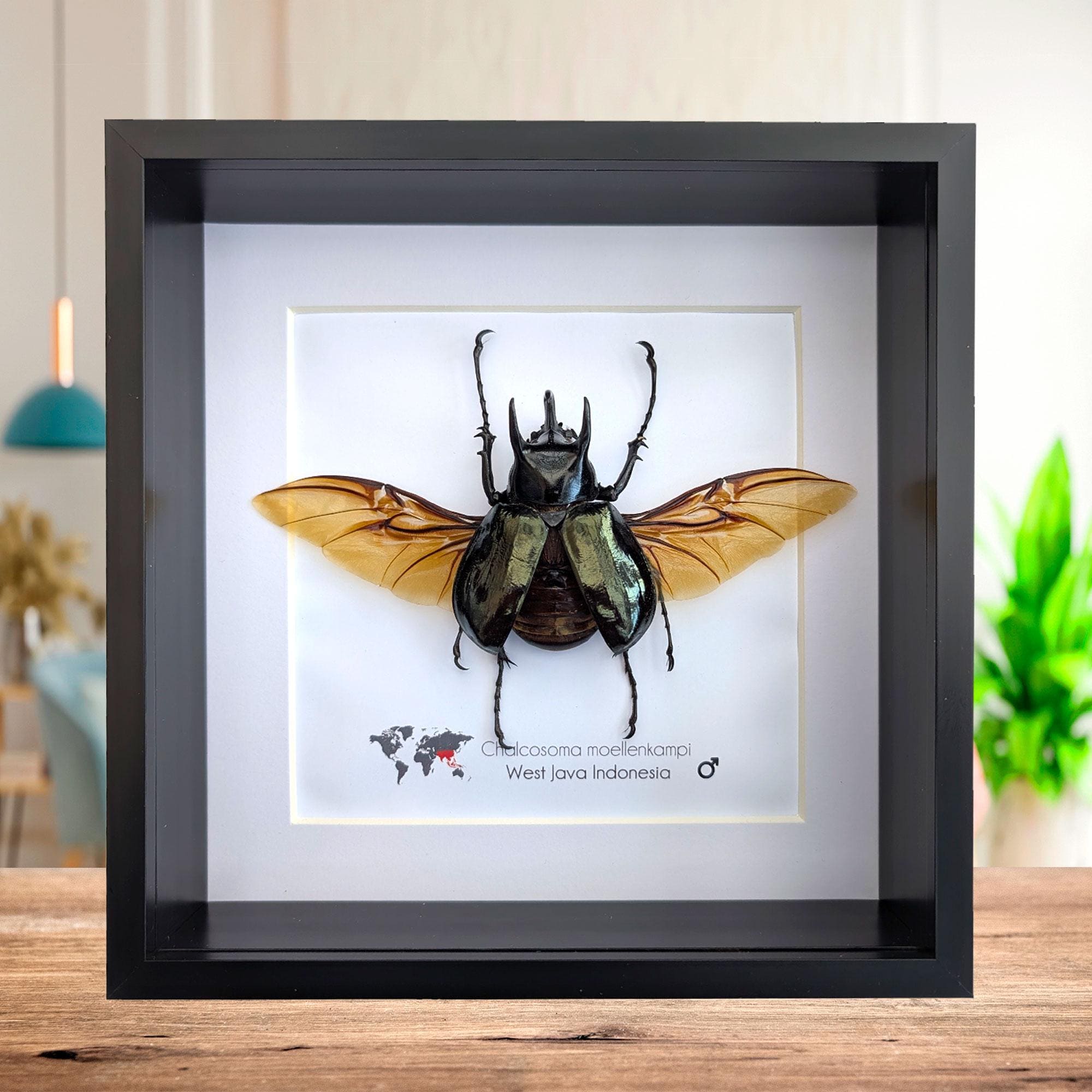 Framed Moellenkampi Beetle, Large Rhinoceros Beetle Taxidermy, 8