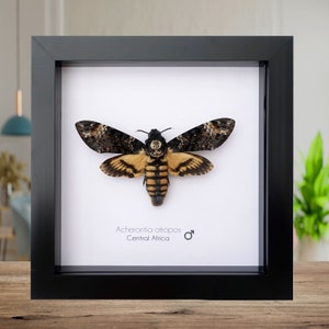 Acherontia atropos, the African death's-head hawkmoth, large skull pattern moth, moth from Africa, frame 6" X 6"