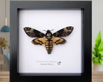 Acherontia atropos, the African death's-head hawkmoth, large skull pattern moth, moth from Africa, frame 6" X 6"