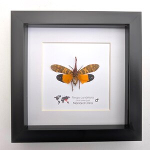 Gerahmte Laternenfliege: Pyrop candelaria - 15x15cm