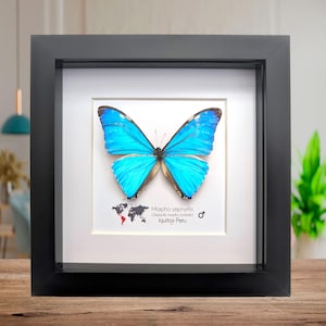 Morpho Zephyritis Blue Butterfly Peru - Etsy