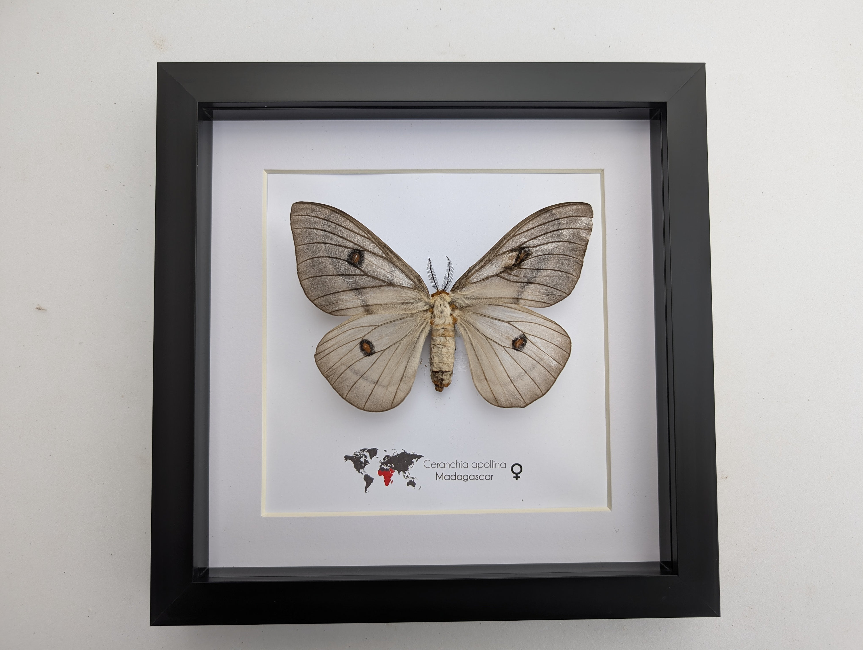 標本 Ceranchia apollina1 pair 104mm 108mm Real Ghostly Silk Moths Framed Taxidermy - Ceranchia