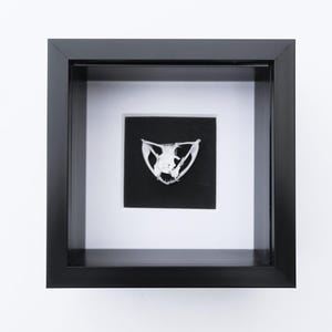 Framed white-lipped pit viper skull - sulawesi, indonesia (4x4 inch)
