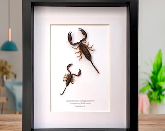 Coppia di scorpioni delle foreste del Madagascar incorniciati: esposizione entomologica (shadowbox 8x10")