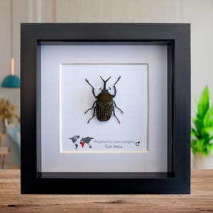 Megalorrhina harrisi peregrina male, the fork-horned flower beetle, green beetle from cameroon, frame 6" x 6"