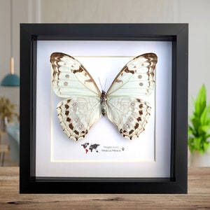 May include: A framed white Morpho luna butterfly with brown markings. The butterfly is displayed against a white background with a world map and the text "Morpho luna Veracruz Mexico" below it.