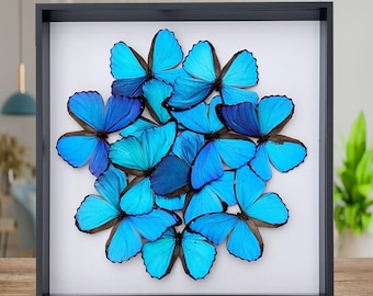 額入り巨大バイオレットモルフォ蝶の剥製 - Morpho helenor violaceus