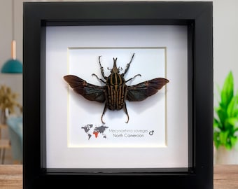 Large Green African Scarab Beetle Framed Taxidermy - Dicronorrhina