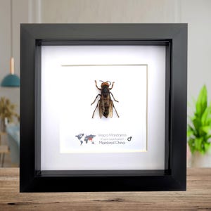 Framed Asian Giant Hornet Specimen: Ethically Sourced Entomology Wall Decor
