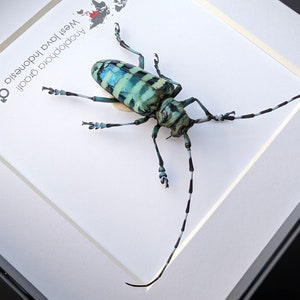 May include: A framed blue and green beetle with black markings. The beetle is mounted on a white background with the text "Anoplophora  obrobri  West Java Indonesia Q" printed on the left side.